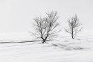 Per Heimly - Foto - Trees thumbnail