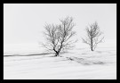 Per Heimly - Foto - Trees thumbnail